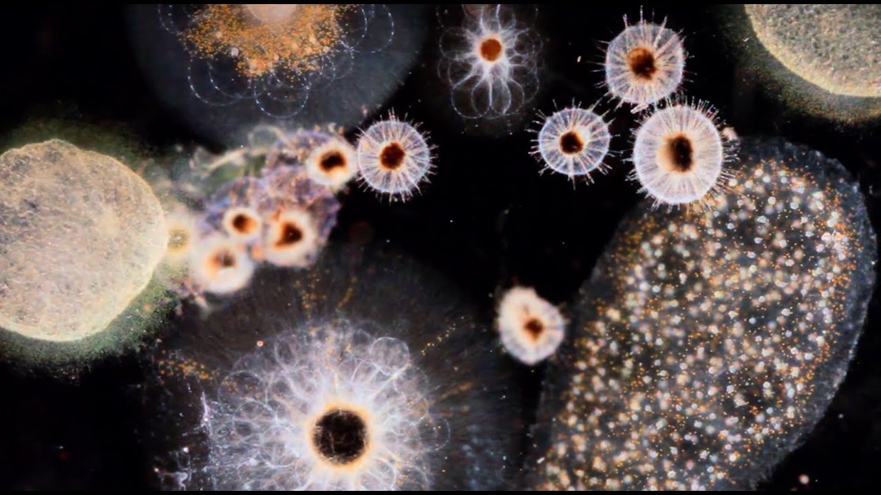 “Manta Ray” by J. Ralph & Antony (Original Song / Main Theme From Racing Extinction SNDTRK) TRAILER