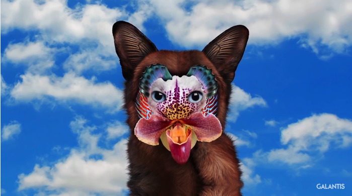 Galantis, No Money: testo, traduzione e audio