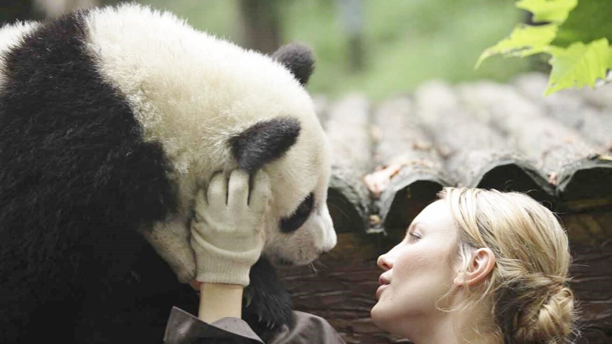 Sneezing Baby Panda: trailer italiano del film basato sul video virale di YouTube