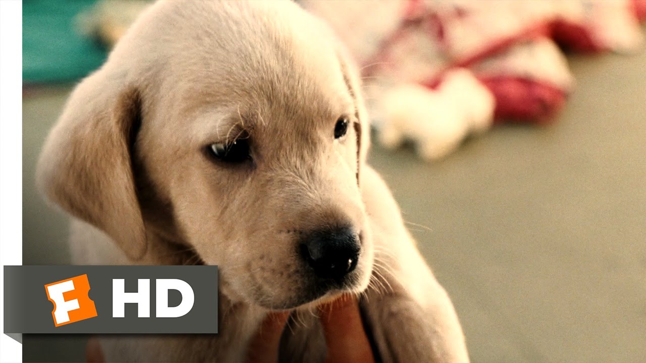 Marley & Me (1/5) Movie CLIP – Clearance Puppy (2008) HD