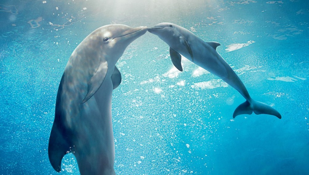 Stasera in tv: “L’incredibile storia di Winter il delfino 2” su Italia 1