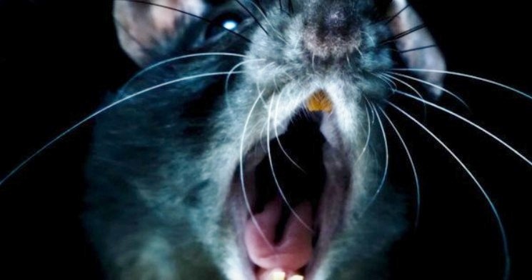 Rats: trailer e poster del documentario horror di Morgan Spurlock