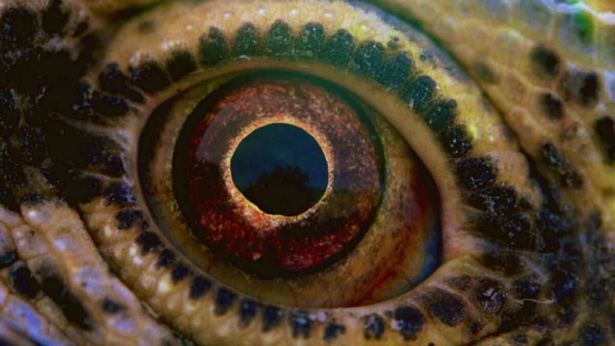 Venezia 2016, Voyage of Time: recensione del documentario di Terrence Malick