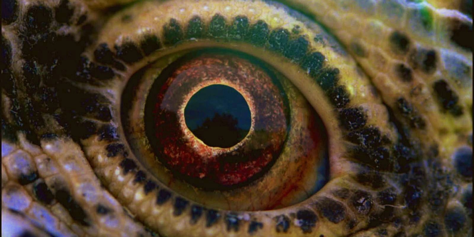 Venezia 2016, Voyage of Time: recensione del documentario di Terrence Malick