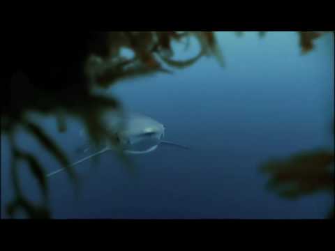DJ Tiësto – He’s a Pirate (Tiësto remix)