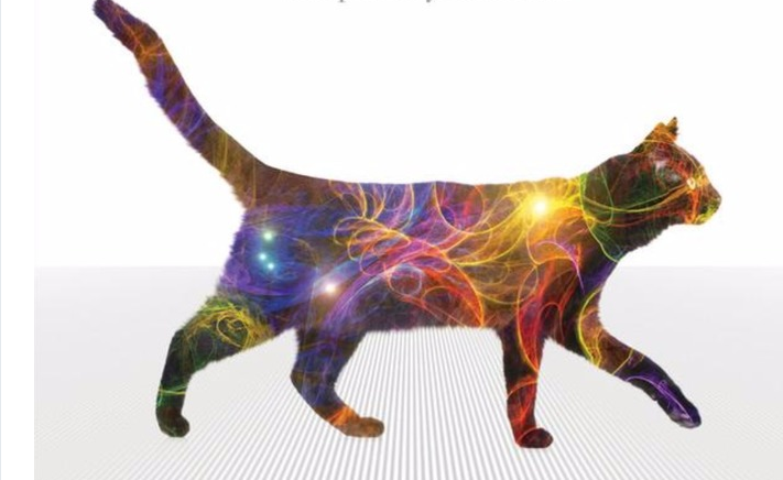 Music for Cats, l’album con musiche ad effetto calmante per i gatti è un successo su Amazon e iTunes