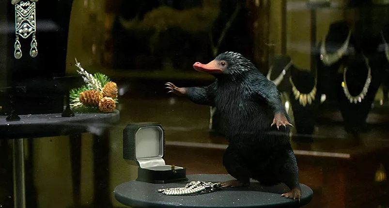 Animali fantastici e dove trovarli: lo Snaso esiste davvero!