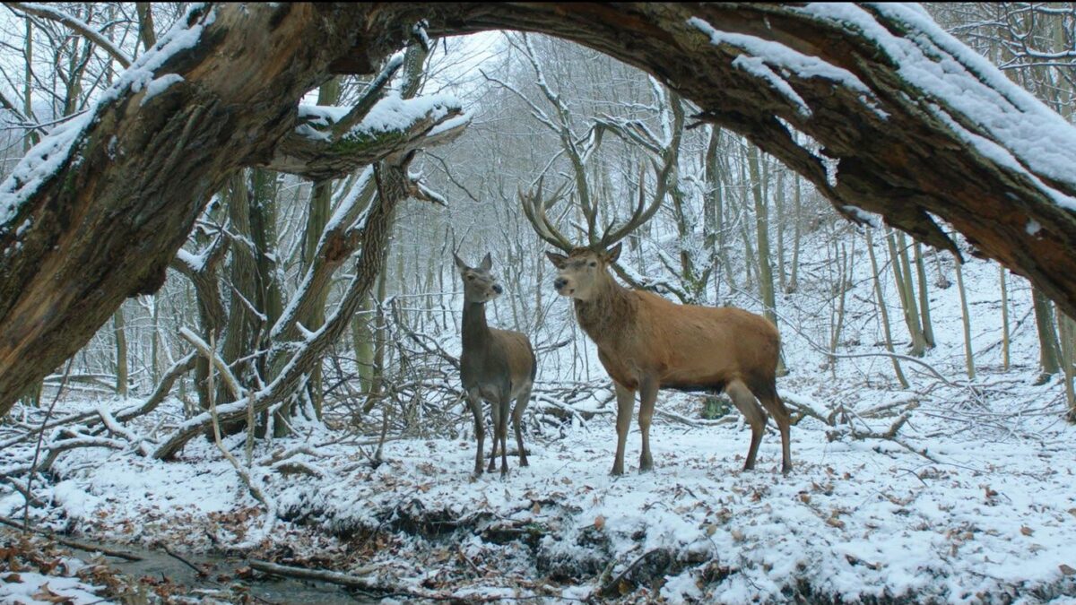 Berlino 2017: On Body and Soul – recensione del film di Ildiko Enyedi