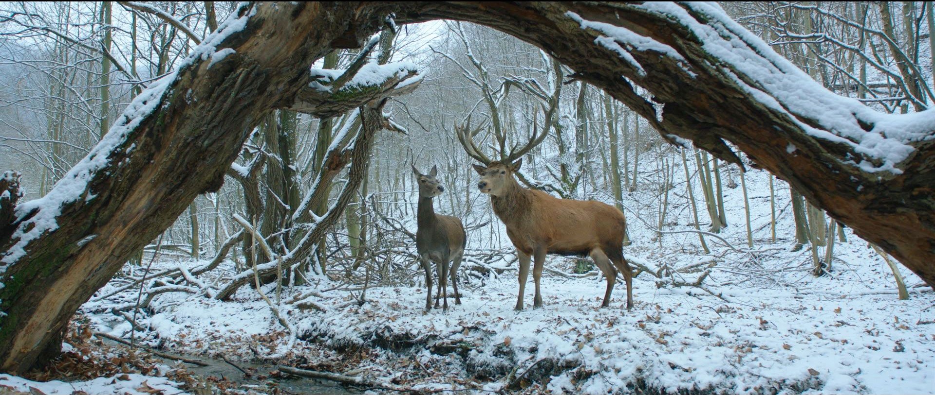 Berlino 2017: On Body and Soul – recensione del film di Ildiko Enyedi