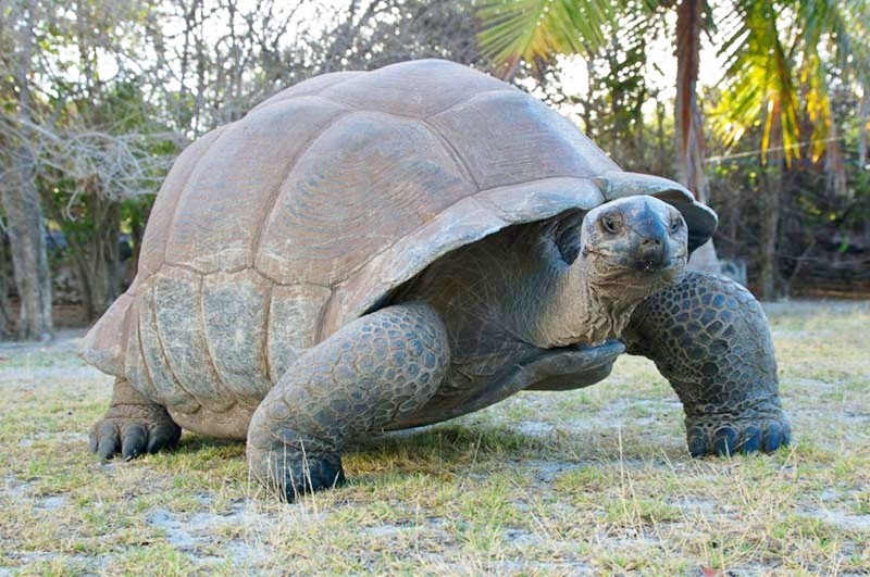 Aldabra – C’era una volta un’isola: foto e poster del documentario di Steve Lichtag