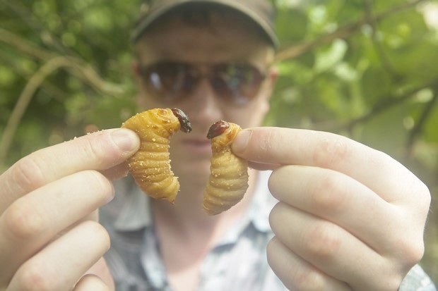 Bugs: foto e poster del documentario sugli “insetti commestibili”