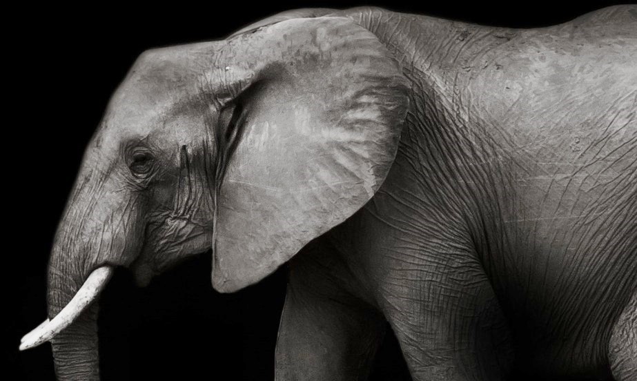 Ivory – A Crime Story: trailer italiano del documentario sul massacro degli elefanti al cinema solo il 26 settembre