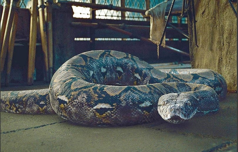 Animali Fantastici 2: confermata teoria dei fan sulle origini del serpente di Voldemort?