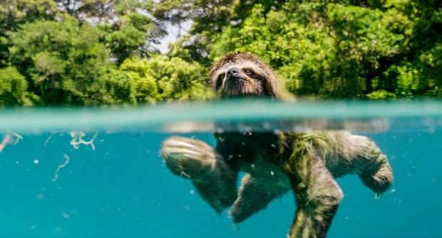Earth – Un Giorno Straordinario: foto e poster del documentario BBC
