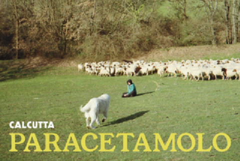 Calcutta, Paracetamolo: testo e video ufficiale