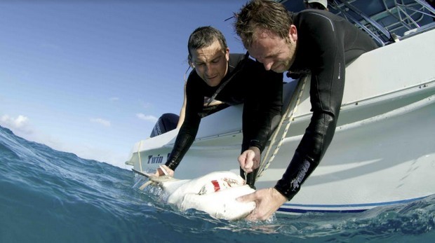 Shark Week: la 30° edizione su Discovery Channel