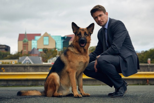Il Commissario Rex, in lavorazione il remake canadese
