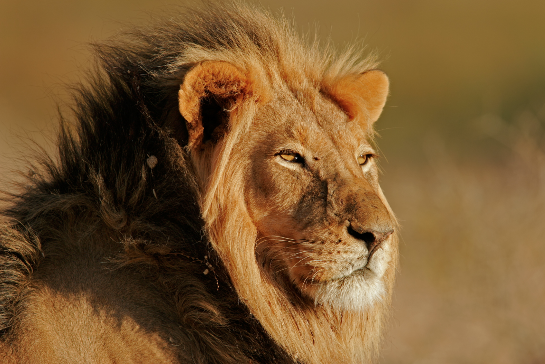 Animali Fantastici: su Alpha la serie BBC sulle meraviglie della fauna