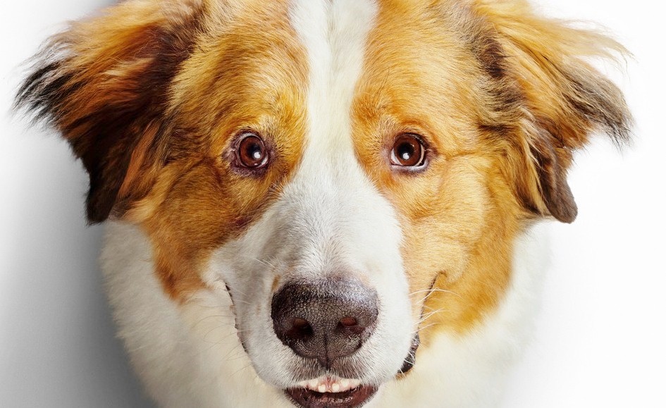 A Dog’s Journey: trailer e locandine del sequel di “Qua la zampa!”