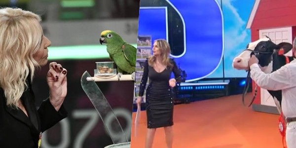 Rosita Celentano contro Rai1: “Dal pappagallo di Portobello alle mucche di Superbrain: non conoscete vergogna!”