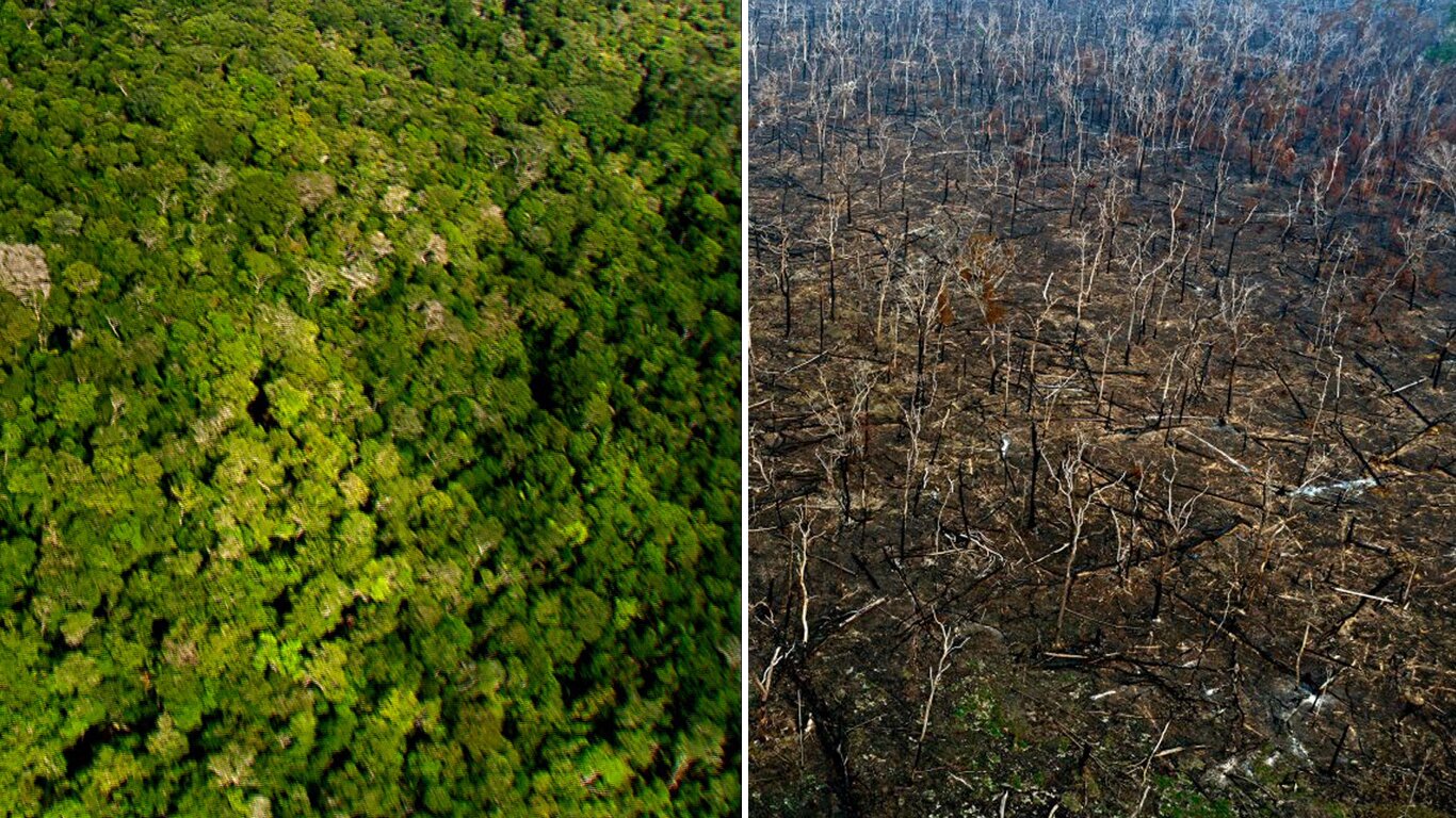 L’Amazzonia brucia, National Geographic Wild ci racconta cos’è (e cos’era) il polmone della Terra
