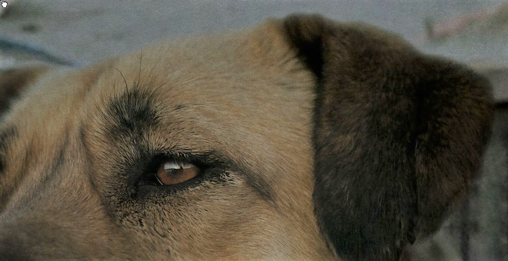 Stray: trailer del documentario sui cani randagi di Istanbul