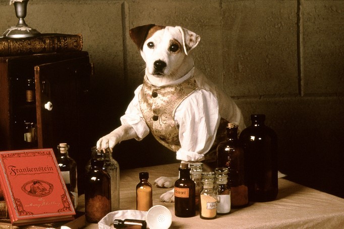 Wishbone: in sviluppo un film live-action basato sulla serie tv “Il cane dei sogni”