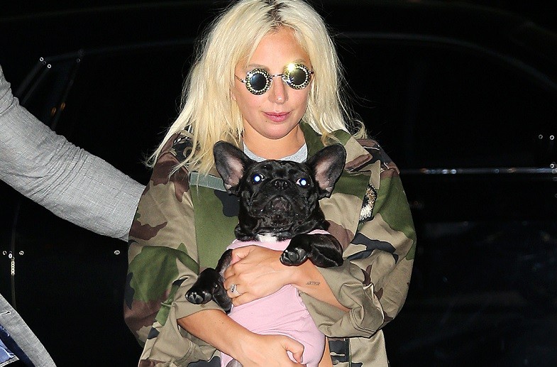 Lady Gaga, rapiti i cani della cantante e ferito il dog sitter (video)