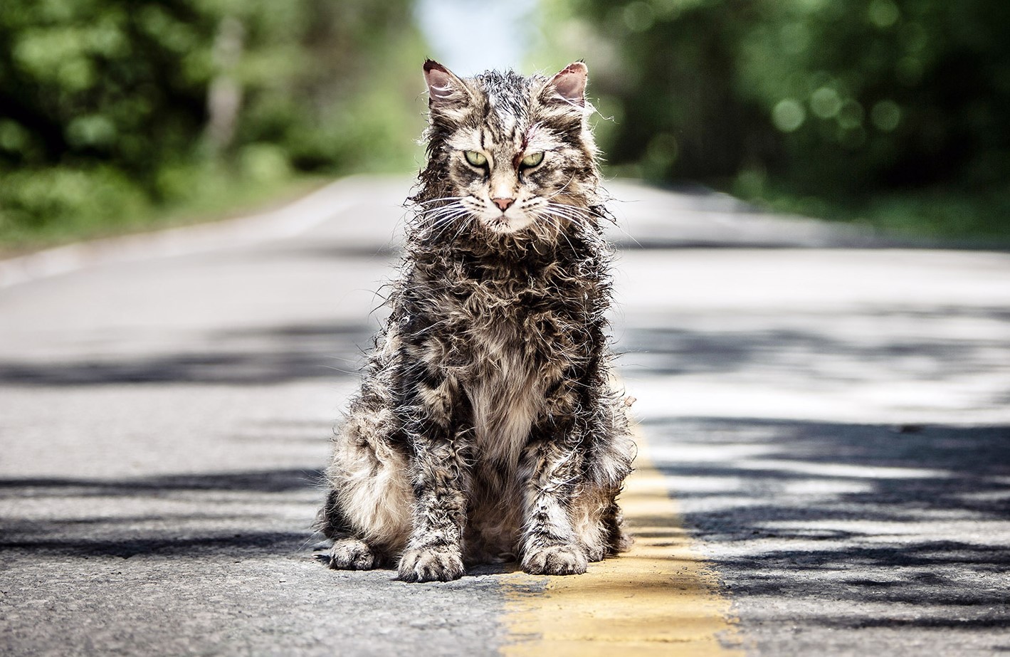 Pet Sematary: in sviluppo un prequel di Cimitero vivente