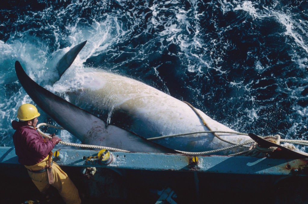 Giappone: riprende la caccia alle balene