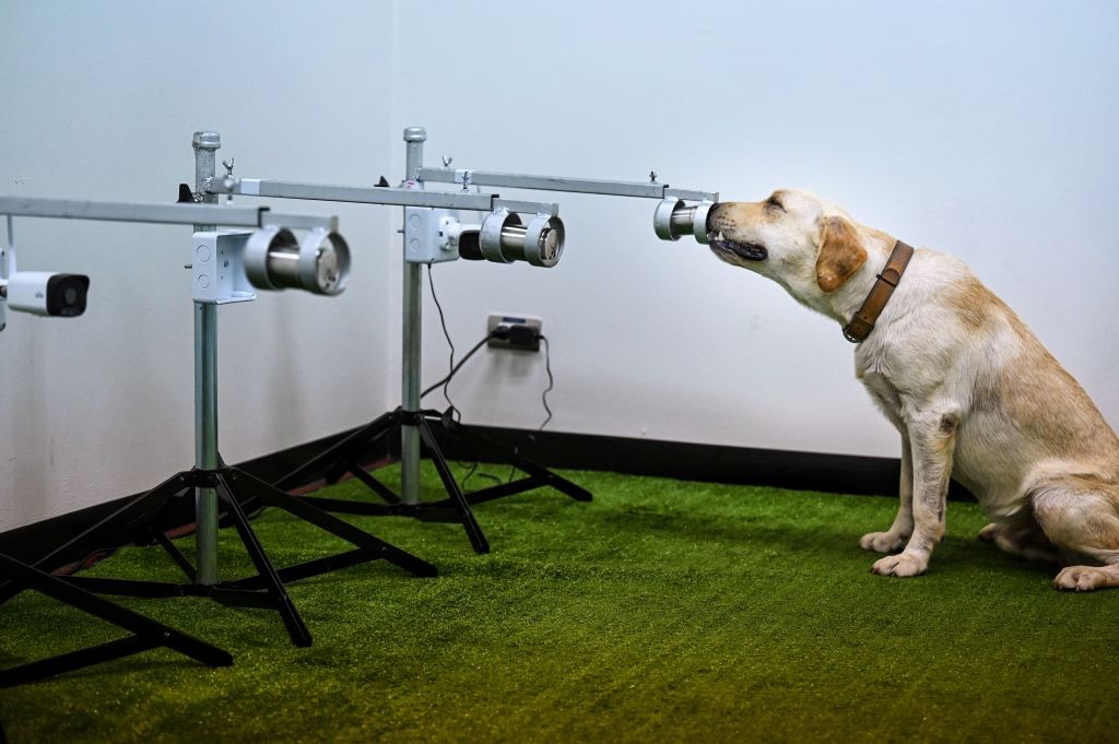 I cani riescono a individuare il Covid in meno di un secondo