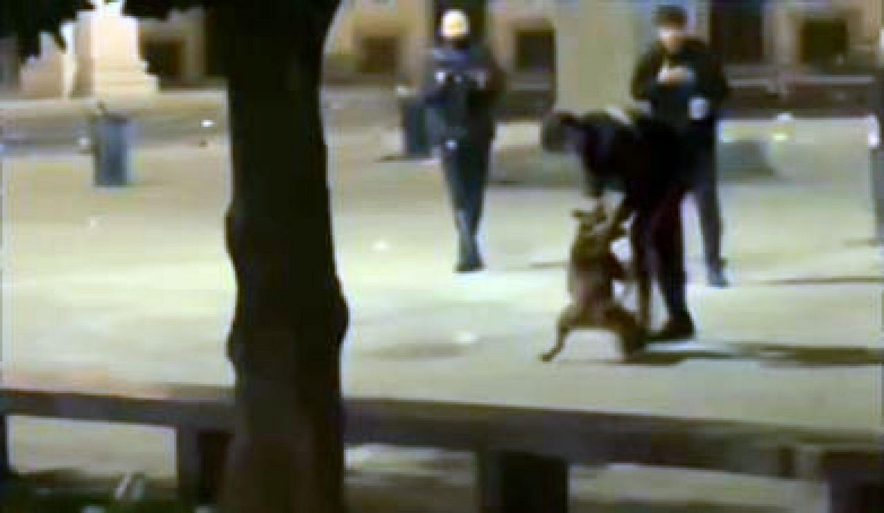 Rapinatore aizza pitbull contro carabiniere, il militare spara al cane