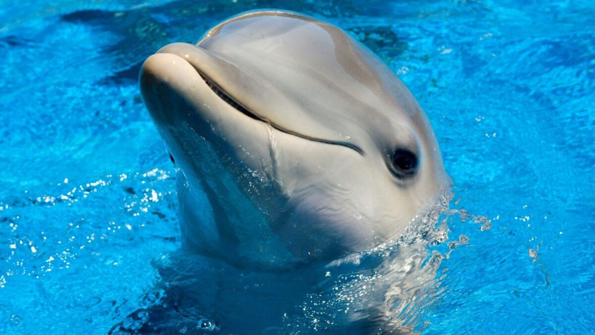 E’ morta Winter il delfino dei film “Dolphin Tale” di Warner Bros.