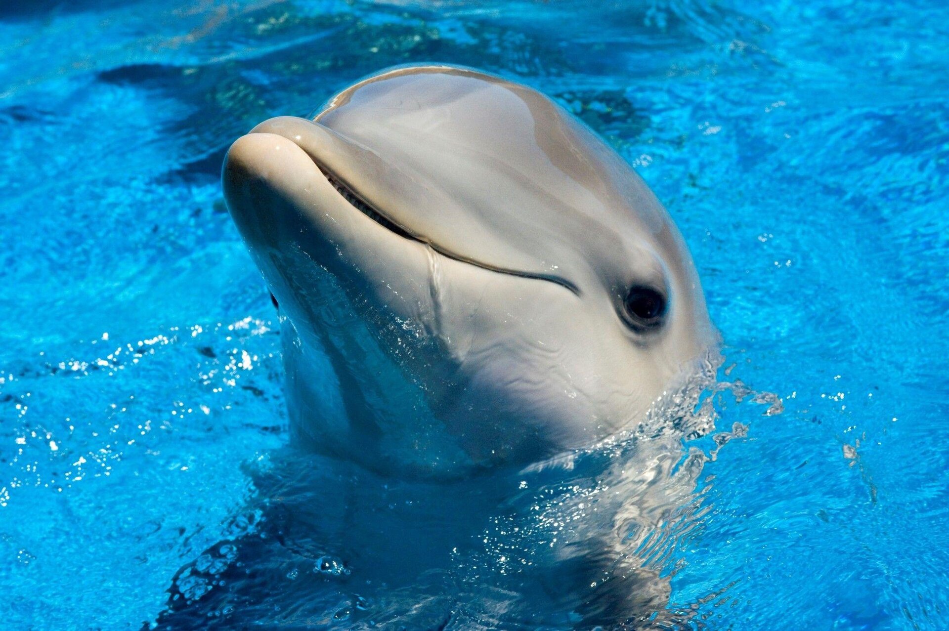 E’ morta Winter il delfino dei film “Dolphin Tale” di Warner Bros.