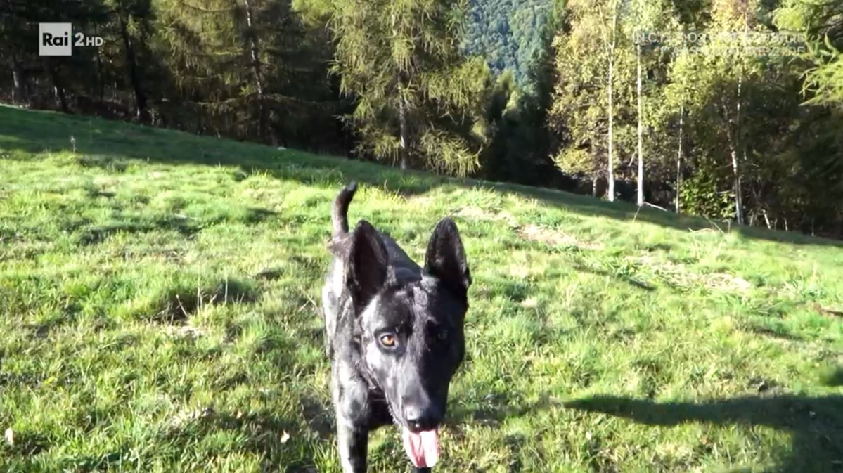 Il provinciale, cane