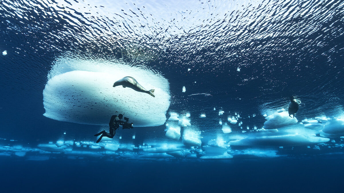 Frozen Planet II, su Rete 4 torna il documentario BBC sul mondo ghiacciato (sempre più a rischio)