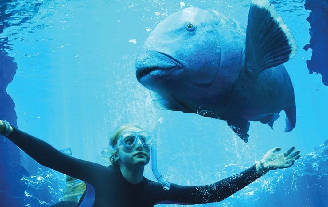 Blueback: trailer italiano e colonna sonora della fiaba ecologista con Mia Wasikowska (Al cinema dal 1° giugno)