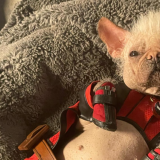 Deadpool 3 nuova foto di Dogpool e il regista Shawn Levy parla di Wolverine e Star Wars