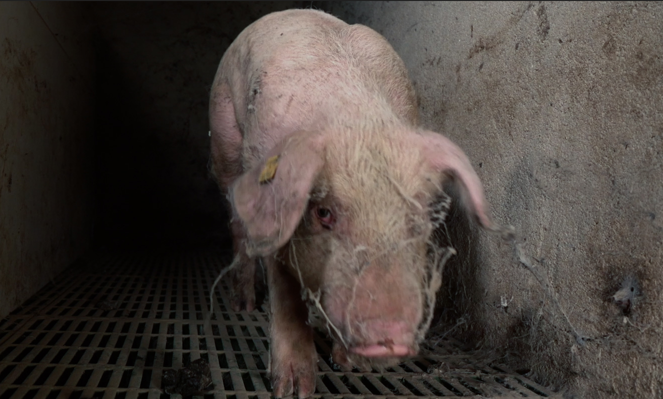 Food for profit