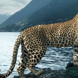 Il manifesto di Locarno77, raffigurante un maestoso leopardo sulle rive del Lago Maggiore, è stato realizzato in esclusiva per il Festival dalla fotografa Annie Leibovitz.
