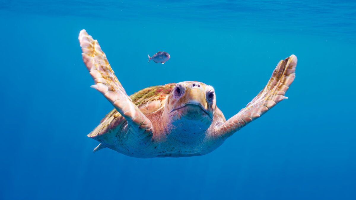 Planet Earth III: su Rete 4 la serie-evento ai confini più remoti del Pianeta