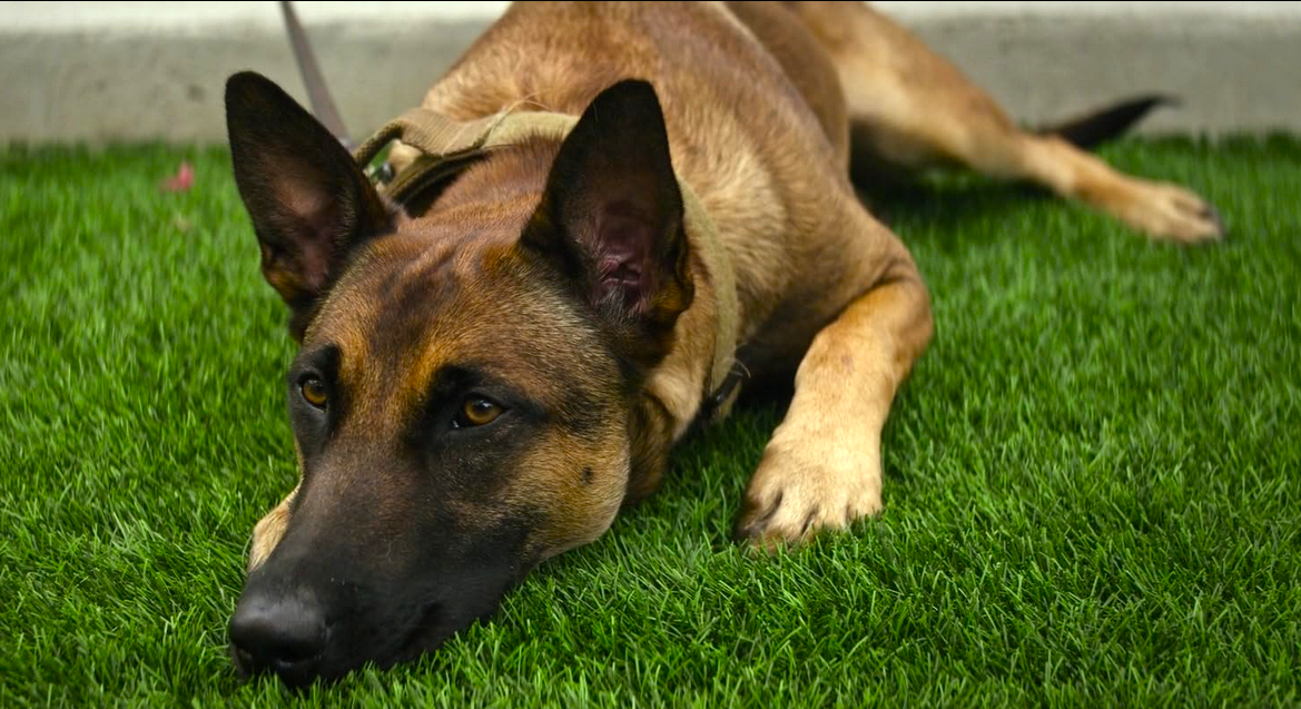Su Canale 5 "Io e Lulù", il film diretto e interpretato da Channin Tatum e ispirato al vero ultimo viaggio dell'attore con la sua cagnolina malata.