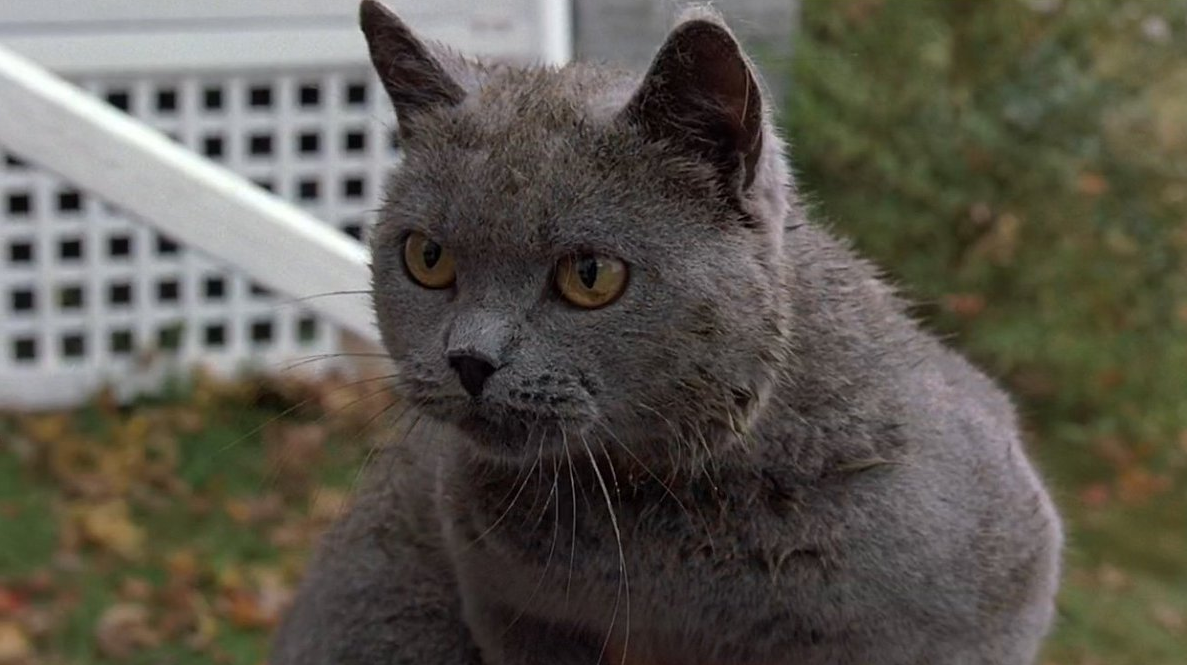 Da Flow - Un mondo da salvare a Garfield - Il film: scopri la classiifca di Cineblog con una top 15 di gatti famosi apparsi al cinema.