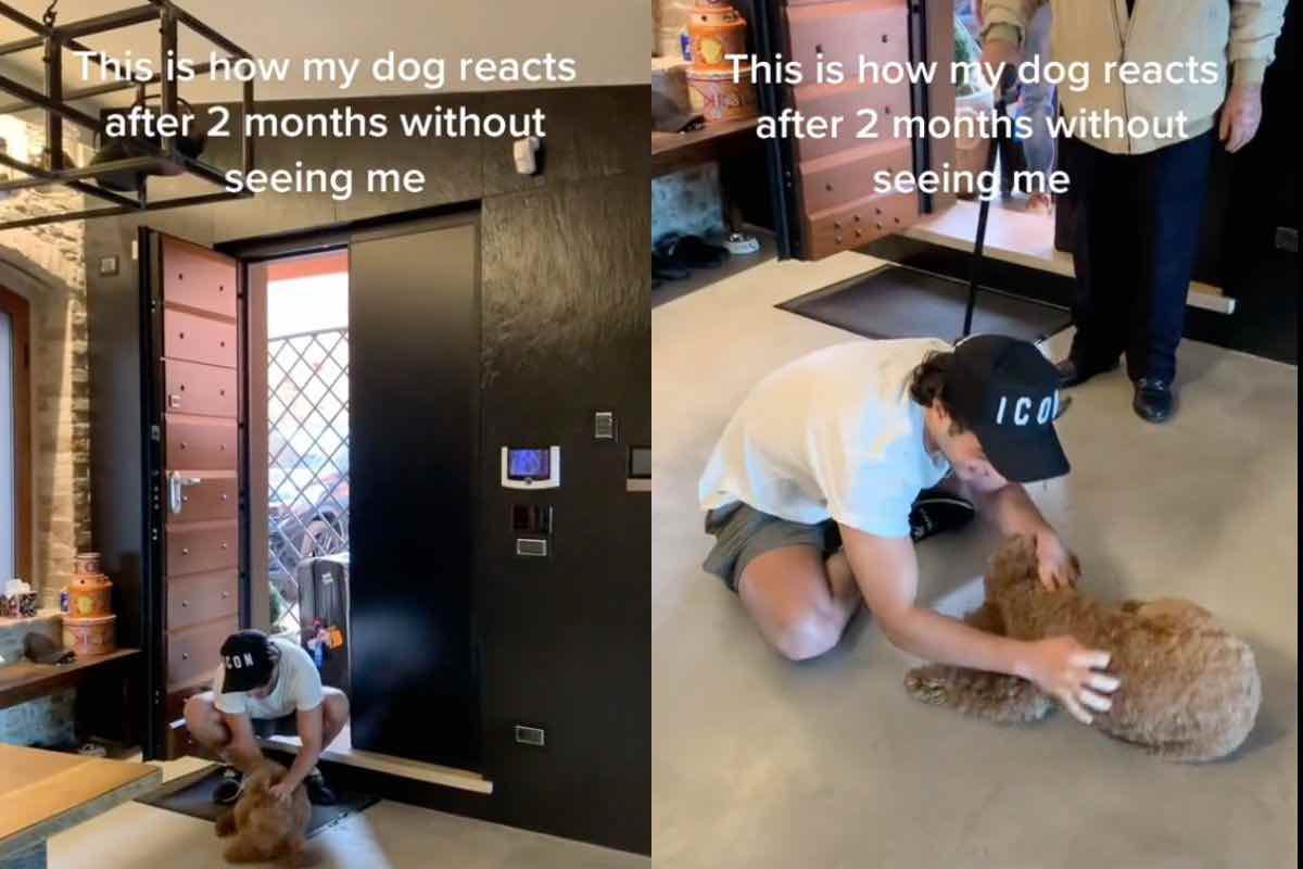 gianluca ginoble video con il cane