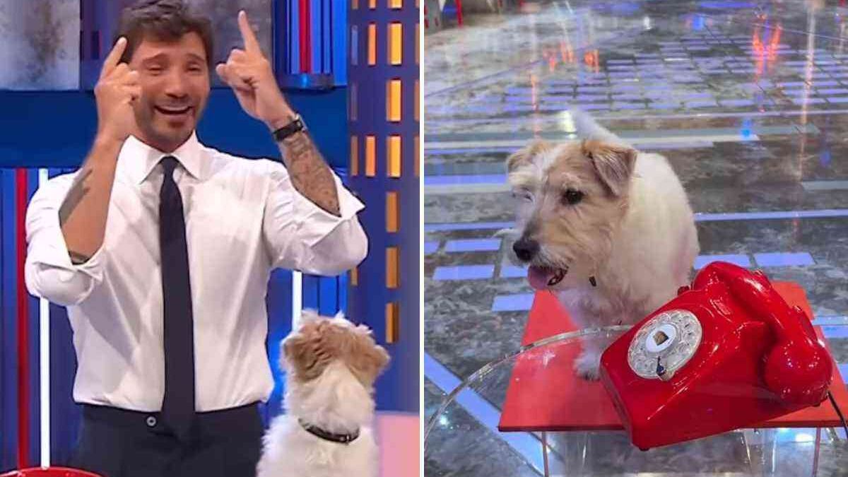 Il retroscena su Affari Tuoi: “Perché De Martino ha scelto proprio Gennarino”