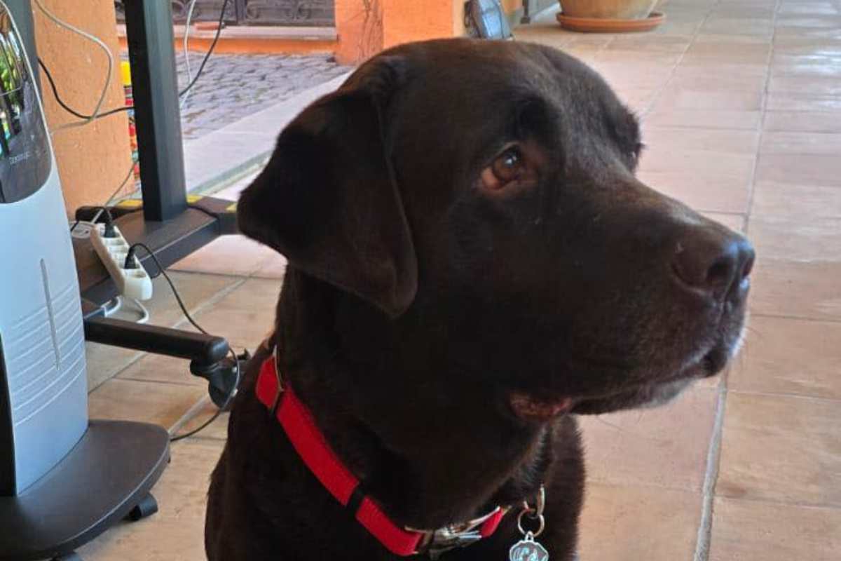 Antonello Venditti il suo cane