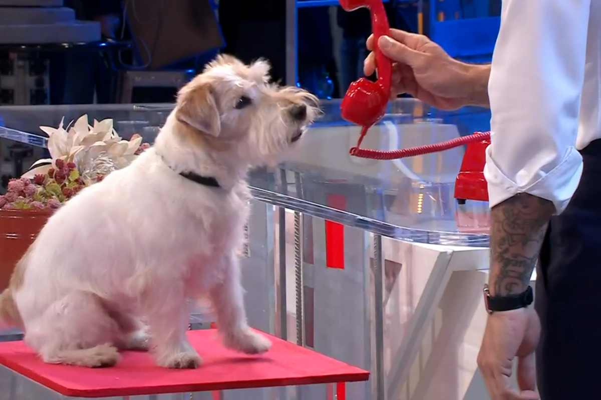 Affari Tuoi, il cane Gennarino lo abbiamo già visto in una famosissima serie Rai, lo ricordate?