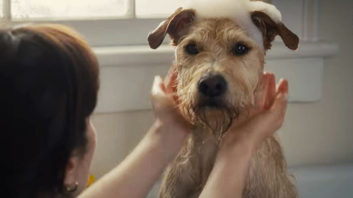 Prime Video, Merv è il film perfetto per Natale, ma non per tutti
