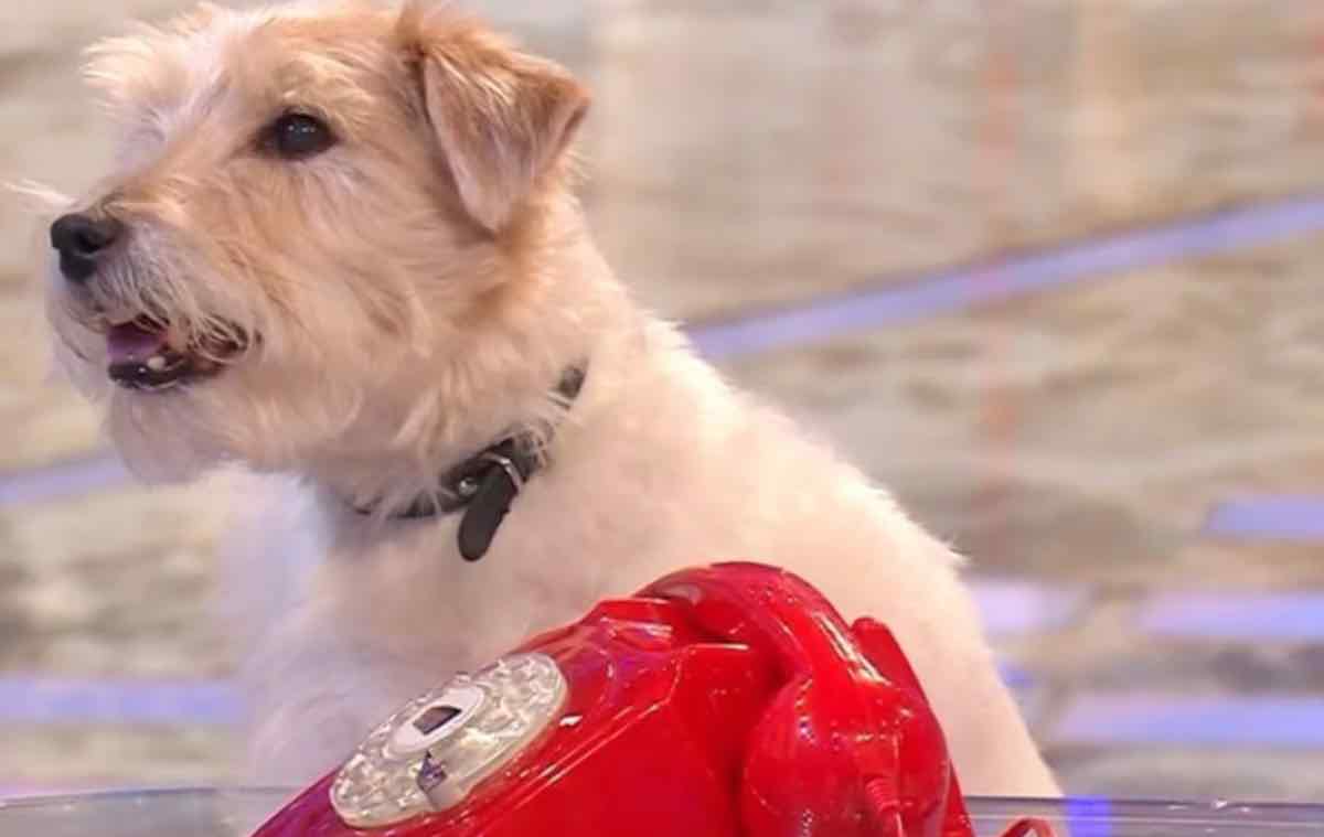 Gennarino il cane di Affari Tuoi